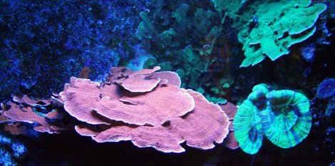 Kuva 1. Koralleja. Lähde: Wikipedia