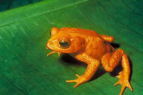 Kuva 2. Kultakonna, joka ei kuollut sukupuuttoon ilmastonmuutoksen johdosta. Kuvalähde: Wikipedia/Charles H. Smith/FWS